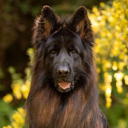 Niko - German Shepherd