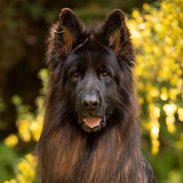 Niko - German Shepherd