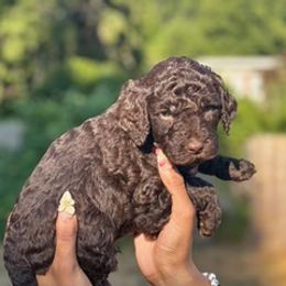 Splash - Chocolate male Goldendoodle puppy in Seattle, Washington from Dream Lake Doodles
