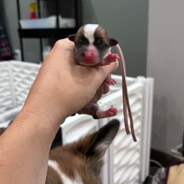 Dark pink girl - Red female Pembroke Welsh Corgi puppy in Flat Rock, Alabama from Fluffy Butt Acres