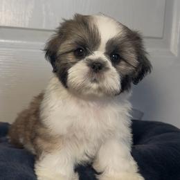 Ruby - Gold and white female Shih Tzu puppy in California from Fairy Tails Shih Tzus CA