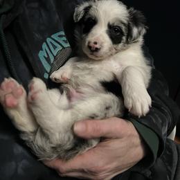 Grunge - Blue merle male Border Collie puppy in Memphis, New York from Dual Traxx Border Collies