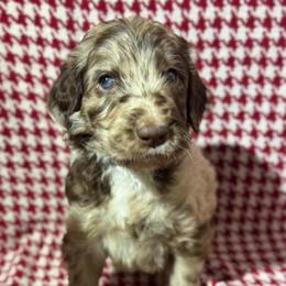 Snickers - Merle male Goldendoodle puppy in Tybee Island, Georgia from Castaway Doodles