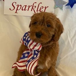 Goldendoodle Puppies from OnlyGoldendoodles