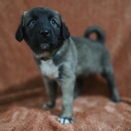 BoPeep - Fawn female Anatolian Shepherd Dog puppy in Drop Off To You, Florida from Florida Anatolian Shepherds