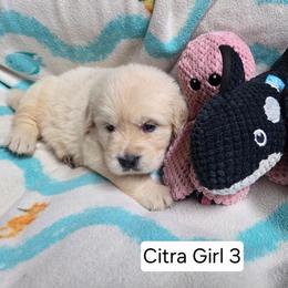 Citra Girl 3 - Light golden female Golden Retriever puppy in Niles, Michigan from Composer Goldens