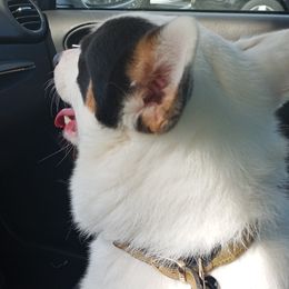 Bugs - Pembroke Welsh Corgi