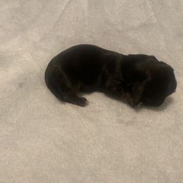 Dachshund Puppies from Dachsunds of Denver