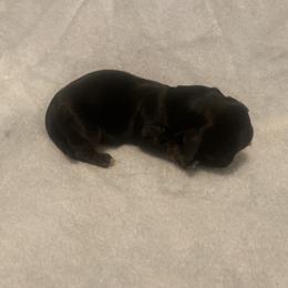 Dachshund Puppies from Dachsunds of Denver