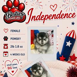 Independence - Black and white female Pomsky puppy in Spring Hill, Florida from Besties Paw Life