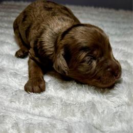 Porsche - Chocolate merle female Bernedoodle puppy in Horseshoe Bend, Idaho from Over the Moon Poodles and Doodles