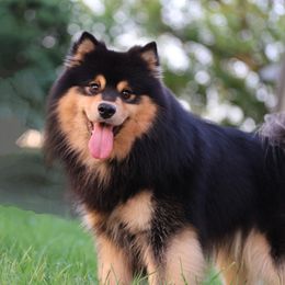 Turkki - Finnish Lapphund