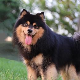 Turkki - Finnish Lapphund