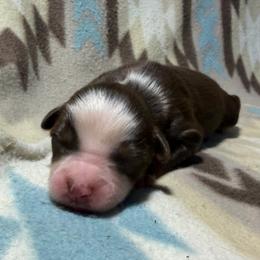 Girl 4-Red Tri - Red tri-color female Australian Shepherd puppy in Mayfield, Kentucky from Hamilton Farms