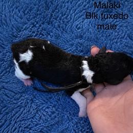 Malaki - Parti male Poodle puppy in Washington, Pennsylvania from Patriotic Poodles