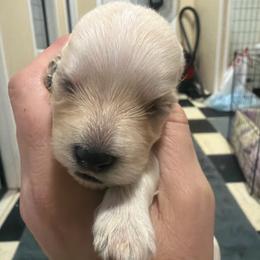 Ripley - Tan female Morkie puppy in Winston Salem, North Carolina from Patty’s Paws