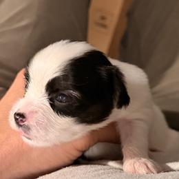 No.2 - White black and tan female Papillon puppy in Stamford, Connecticut from Anton's Papillons