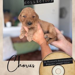 Chorus - Dallas,Tx - 4,000 - Red  female Goldendoodle puppy in Garland, Texas from Twilight Doodles