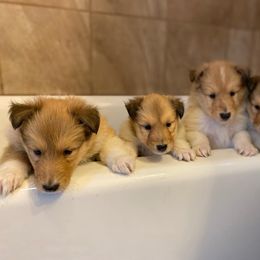Collie Puppies from Cadie's Collies