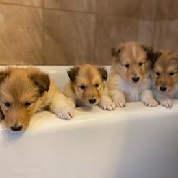 Collie Puppies from Cadie's Collies