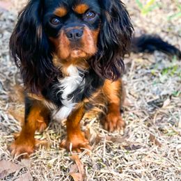 Cavalier King Charles Spaniel All Grown Up from MagPie Cavaliers