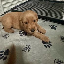 Gold Collar - Golden male Golden Retriever puppy in Tulsa, Oklahoma from Triple J Goldens, LLC