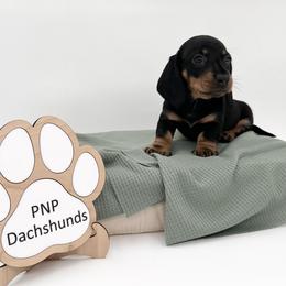 Susie - Black and tan female Dachshund puppy in Ben Wheeler, Texas from P&P Dachshunds
