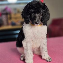 Rosie - Parti female Poodle puppy in Blue Ridge, Georgia from Beltane Standard Poodles