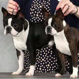 Boston Terriers from Lakeview Bostons