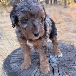 Basil - Merle male Goldendoodle puppy in Redding, California from O’Hara  Doodles