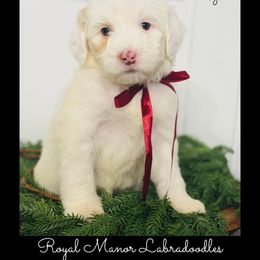 Girl 2 - Tri-color female Australian Labradoodle puppy in Florence, New Jersey from Royal Manor Labradoodles