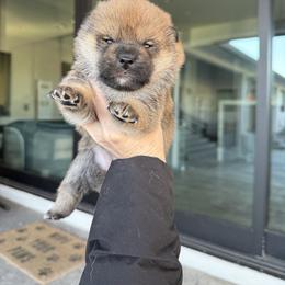 Girl 3 - Sesame female Shiba Inu puppy in Roseville, California from Tokubetsuna Shibas