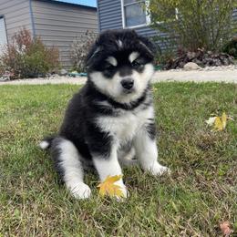 Alaskan Malamute Puppies from Fawn River Malamutes