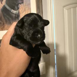 Boy 3 - Black male Miniature Schnauzer puppy in Upland, California from Rising Minis of Upland