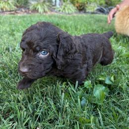 Baby boy 2 - Dark brown male Boykin Spaniel puppy in Bowling Green, Kentucky from Drakes Creek Boykins LLC