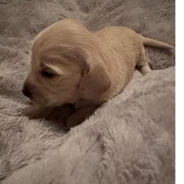 Olaf - Cream male Dachshund puppy in Summit, South Carolina from Doxies4Paws