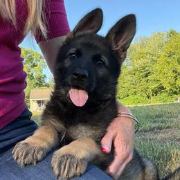 Pink collar - Sable female German Shepherd puppy in Canterbury, Connecticut from Nachtwaechter German Shepherds, LLC
