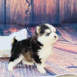 Pomskies from Precious Pomskies