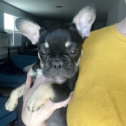 French Bulldog Puppies from Tanessa Clarkson
