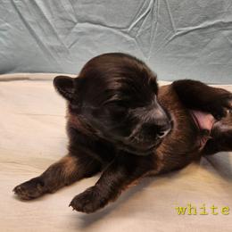 White - Mahogany and black male Belgian Tervuren puppy in Merrill, Michigan from Reves Vifs Belgian Shepherds
