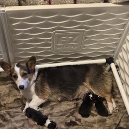 American Corgi puppies from Splootin’ around Corgi’s