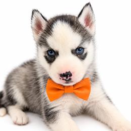 Kodiak - Gray and white male Siberian Husky puppy in Elmwood Park, Illinois from Goldens&MiniAussiesWithFinesse