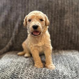 Marley - Apricot male Goldendoodle puppy in Fayetteville, Arkansas from Mountain Grove Doodles