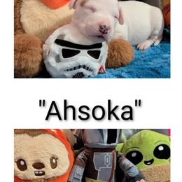 American Staffordshire Terrier Puppies from Natasha Huling