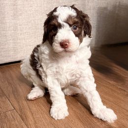 Cam - Brown and white male Aussiedoodle puppy in Allen, Texas from Calena’s Doodles
