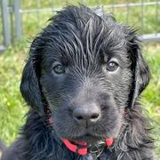 Flat-Coated Retrievers from Firecrest Kennels