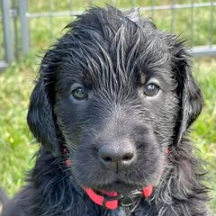 Flat-Coated Retrievers from Firecrest Kennels