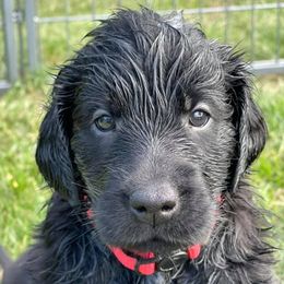 Flat-Coated Retrievers from Firecrest Kennels