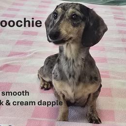 Hoochie - Dachshund