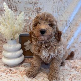 James - Apricot male Goldendoodle puppy in Bucyrus, Missouri from Hill Top Pomskies